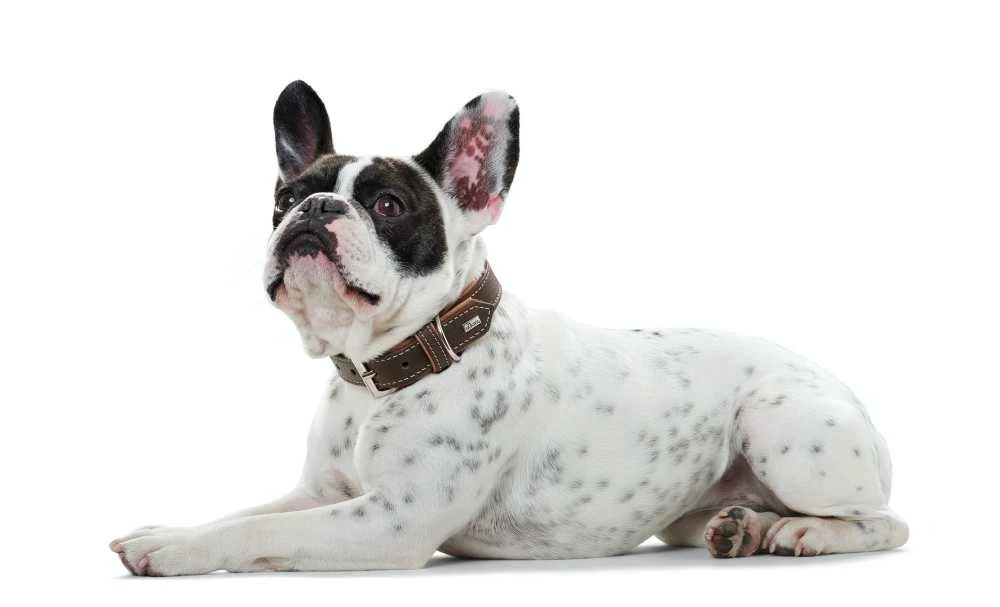 Hunter Hondenhalsband Porto Donkerbruin 4 Hunter Hondenhalsband Porto Donkerbruin - Afbeelding 2